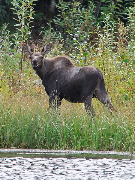 Alaska Wildlife-44.JPG
